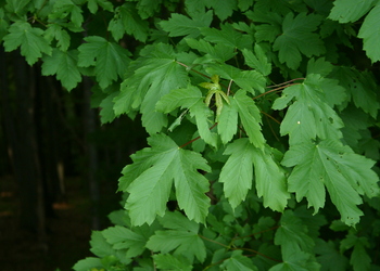 Berg- Ahorn (Acer pseudoplatanus) - © Emanuel Trummer